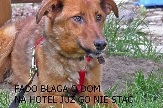 Fado – roczny, bardzo łagodny psiak szuk