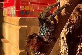 C versicolor samiczka 4DC