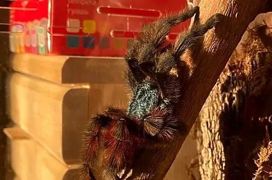 C versicolor samiczka 4DC