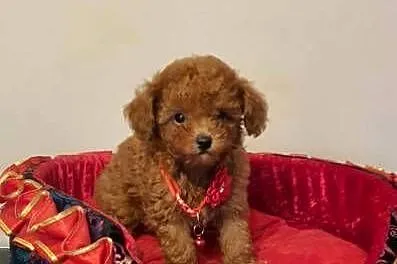 Malutki pudelek Toy red Teddy, Śląskie, Częstochowa