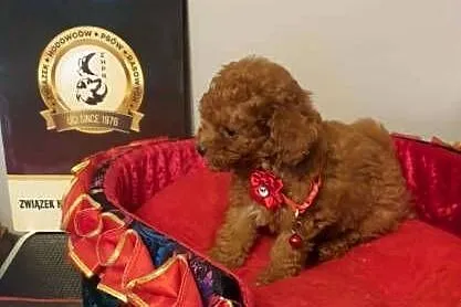 Malutki pudelek Toy red Teddy, Śląskie, Częstochowa