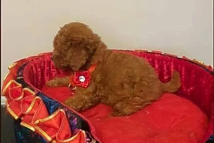 Malutki pudelek Toy red Teddy, Śląskie, Częstochowa