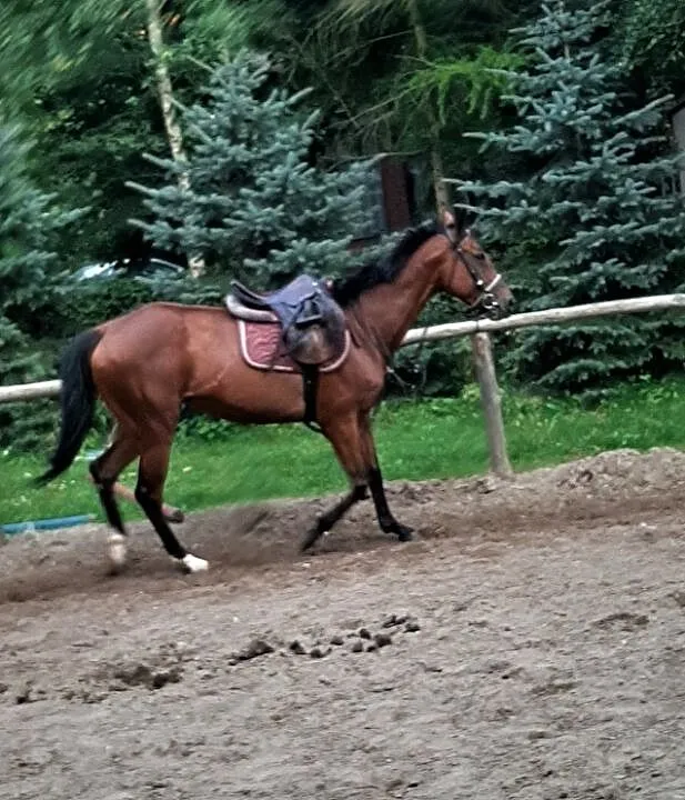 Sprzedam klacz, , Nowe