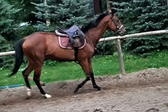 Sprzedam klacz, , Nowe