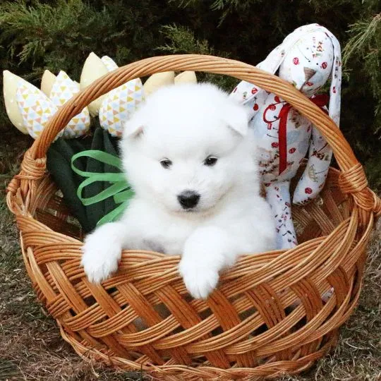 Piesek rasy Bischon/ Za darmo do dobrego domu. Napisz do nas na WhatsApp: +27848239748, , Wronów-Kolonia