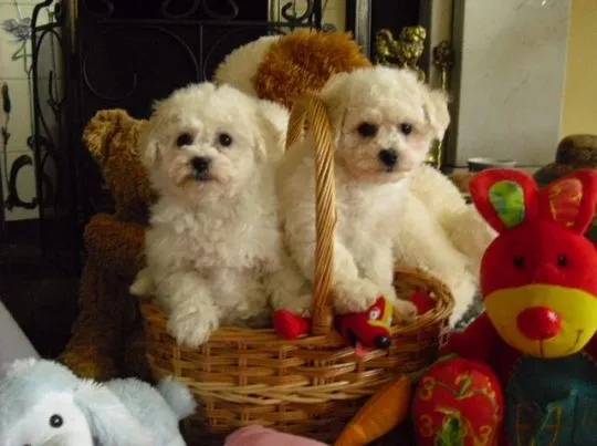 Piesek rasy Bischon/ Za darmo do dobrego domu. Napisz do nas na WhatsApp: +27848239748, , Wronów-Kolonia