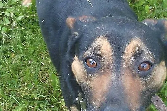 Manuel, cudowny psiak, przyjazny i wesoły, adoptuj