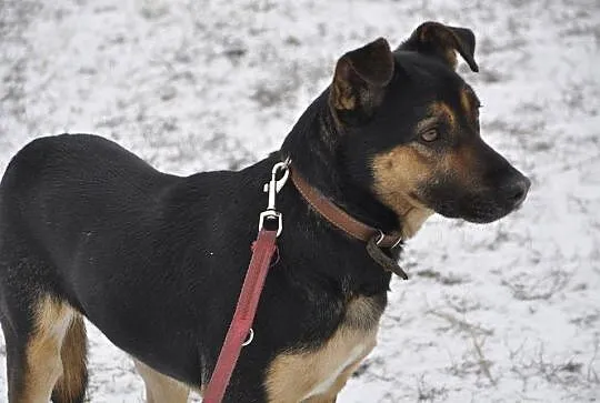 Manuel, cudowny psiak, przyjazny i wesoły, adoptuj