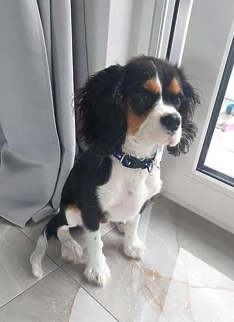 Cavalier king Charles, Warmińsko-mazurskie, Elbląg