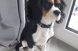 Cavalier king Charles