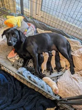 Szczeniaki labradora z rodowodem i zarejestrowane w Kennel Club... napisz do mnie na WhatsApp: +44 7, , Skrzypny Ostrów