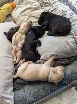 Szczeniaki labradora z rodowodem i zarejestrowane w Kennel Club... napisz do mnie na WhatsApp: +44 7, , Skrzypny Ostrów
