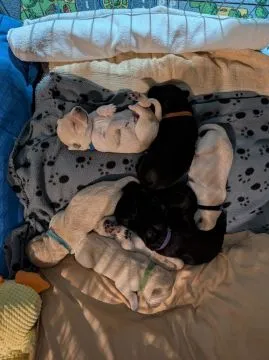 Szczeniaki labradora z rodowodem i zarejestrowane w Kennel Club... napisz do mnie na WhatsApp: +44 7, , Skrzypny Ostrów