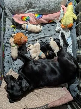 Szczeniaki labradora z rodowodem i zarejestrowane w Kennel Club... napisz do mnie na WhatsApp: +44 7, , Skrzypny Ostrów