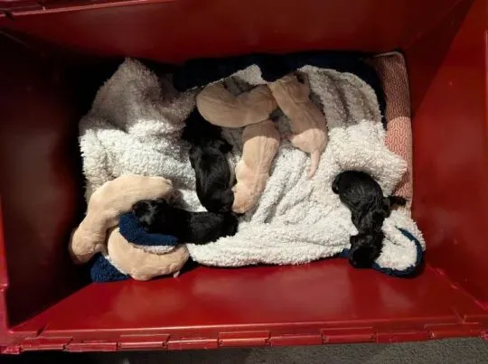 Szczeniaki labradora z rodowodem i zarejestrowane w Kennel Club... napisz do mnie na WhatsApp: +44 7, , Skrzypny Ostrów