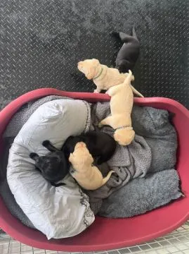 Szczeniaki labradora z rodowodem i zarejestrowane w Kennel Club... napisz do mnie na WhatsApp: +44 7