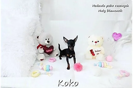 Pinczer miniaturowy, potocznie ratlerek, tzw. sarenka, Suczka z Rodowodem, Lubuskie, Żary