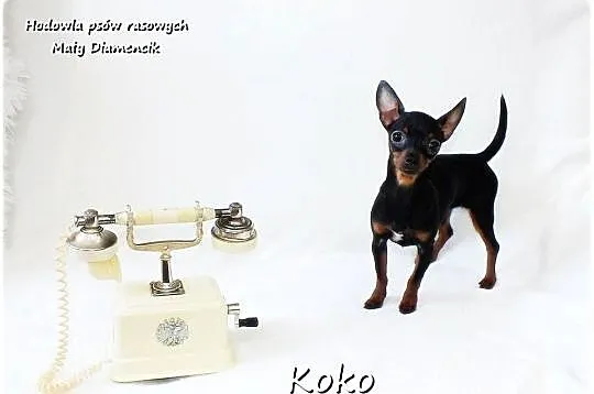 Pinczer miniaturowy, potocznie ratlerek, tzw. sarenka, Suczka z Rodowodem, Lubuskie, Żary