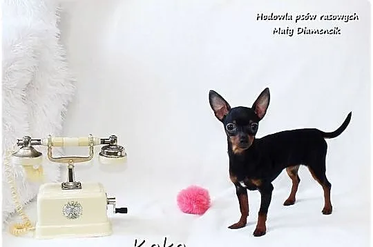 Pinczer miniaturowy, potocznie ratlerek, tzw. sarenka, Suczka z Rodowodem, Lubuskie, Żary