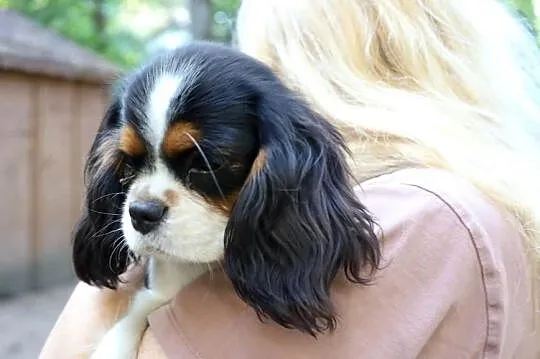 Cavalier King Charles Spaniel- suczka FCI