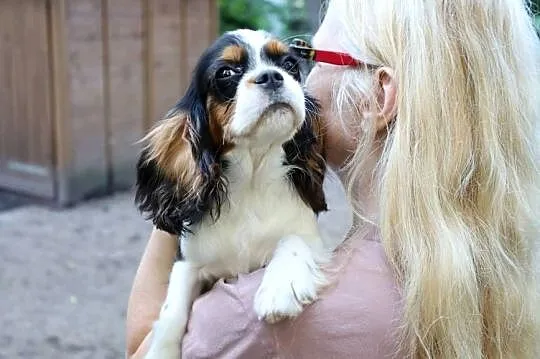 Cavalier King Charles Spaniel- suczka FCI, Śląskie, Czeladź