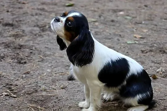 Cavalier King Charles Spaniel- suczka FCI, Śląskie, Czeladź