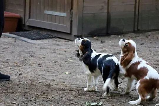 Cavalier King Charles Spaniel- suczka FCI, Śląskie, Czeladź