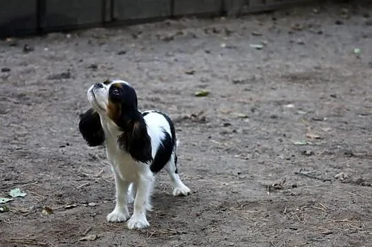 Cavalier King Charles Spaniel- suczka FCI, Śląskie, Czeladź