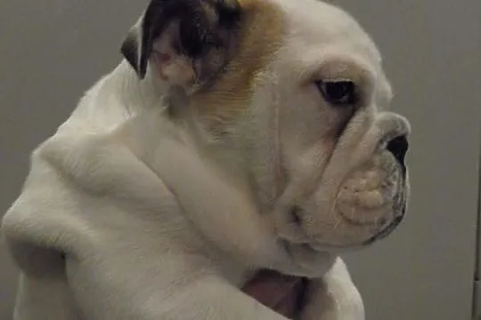 Buldog angielski FCI