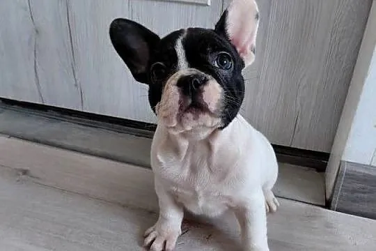 Buldog francuski - suczka