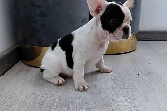 Buldog francuski - suczka, Mazowieckie, Płońsk