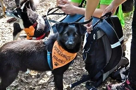 GRIZER cudowny, wesoły psiak- idealny kompan człow