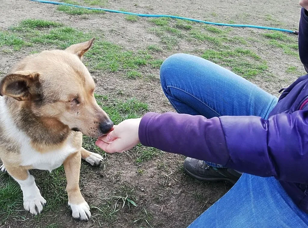 Oto on- czterołap Baścik pełen miłości do Człowieka, , Wrocław