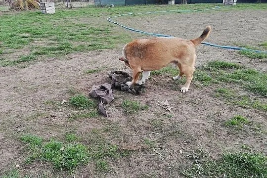 Oto on- czterołap Baścik pełen miłości do Człowieka, , Wrocław