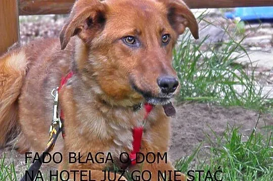 Fado – roczny, bardzo łagodny psiak szuka swojego 