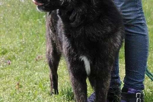 Jagoda - suczka,  mazowieckie Radom