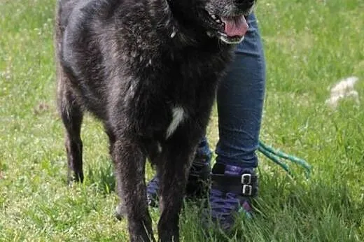 Jagoda - suczka,  mazowieckie Radom