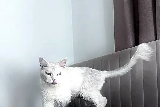 Kocurek rasy maine coon