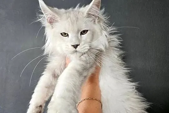 Kocurek rasy maine coon, Mazowieckie, Sochaczew