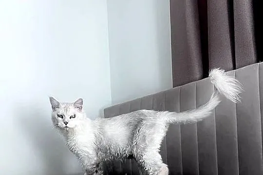 Kocurek rasy maine coon, Mazowieckie, Sochaczew