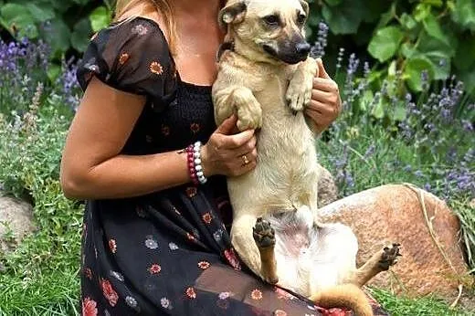 Malutki Jokerek, wesołe, prawdziwe CUDEŃKO, psiak 