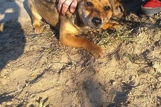 Maleńka Mimi czeka na dom,  kujawsko-pomorskie Tor