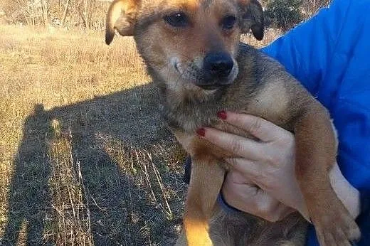 Maleńka Mimi czeka na dom,  kujawsko-pomorskie Tor
