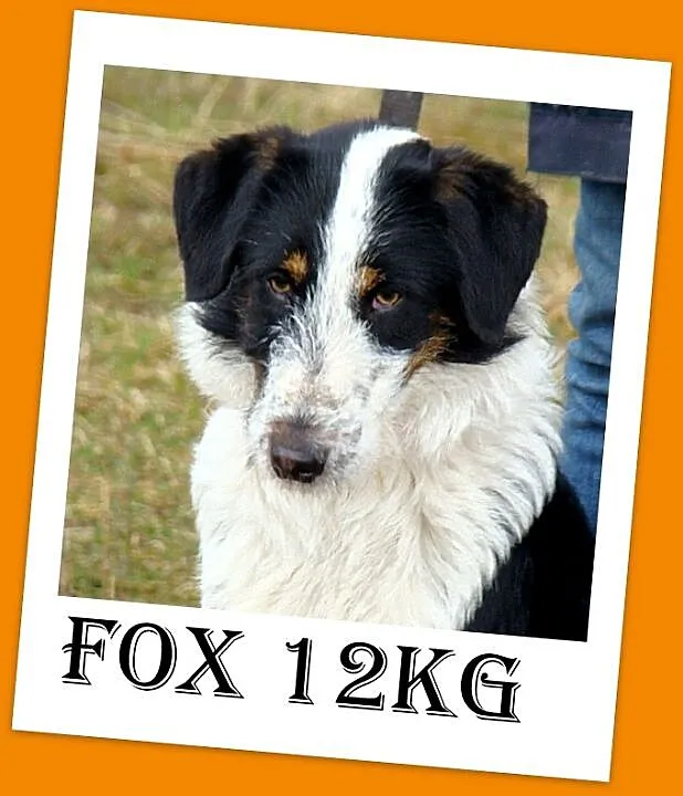 Foksterierowaty 2 letni FOX,łagodny,towarzyski, we