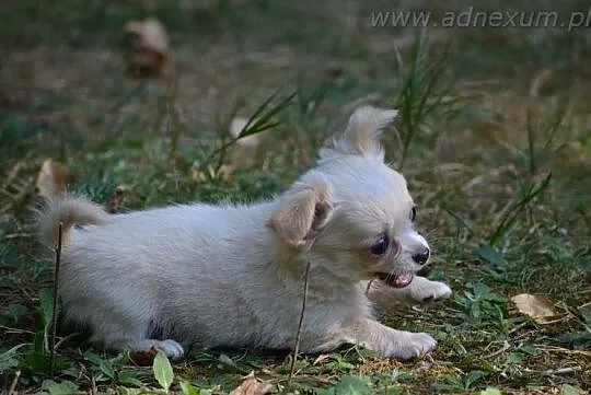 Chihuahua długowłose pieski (FCI), Milanówek