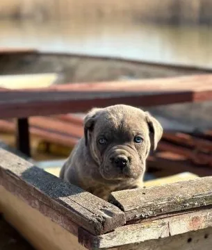 Szczenięta rasy cane corso dostępne do adopcji, psy i suki, , Warszawka