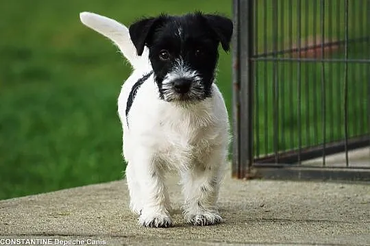 Jack Russell Terrier - 6 miesięczny szczeniak Hodo, Gdynia