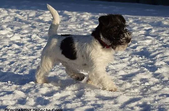 Jack Russell Terrier - 6 miesięczny szczeniak Hodo, Gdynia