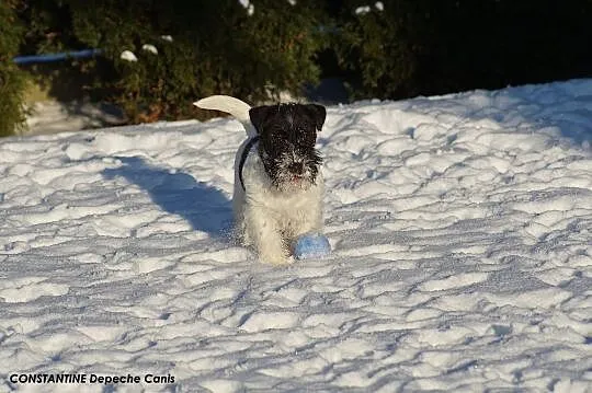 Jack Russell Terrier - 6 miesięczny szczeniak Hodo, Gdynia