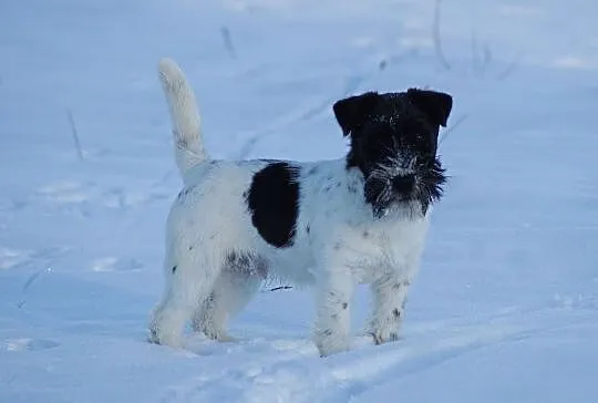 Jack Russell Terrier - 6 miesięczny szczeniak Hodo, Gdynia